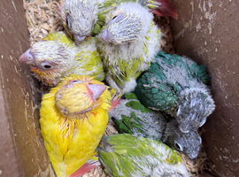 Hand Reared conures