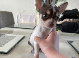 Chihuahua FEMALE