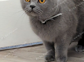 British Shorthair