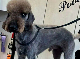 F1 Bedlington x whippet puppies