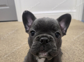 Adorable french bull puppies ready now