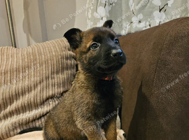 German Shepherd x Belgian Malinois