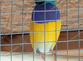 Gouldian cock