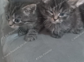 Got 3 taby kittens and two black kittens