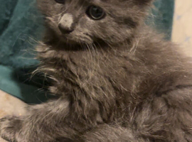 beautiful grey long haired and 1 black ragdoll kittens