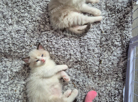 Two blue bicolour ragdolls