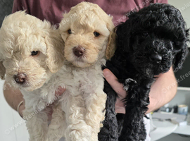 Stunning F2 Cockapoo Puppies - Ready 7th July (Both Parents on View)