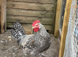 Cream Legbar cockerel