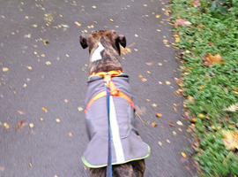 5 year old staffy x boxer