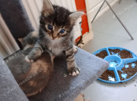 kittens