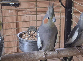 young cockatiels