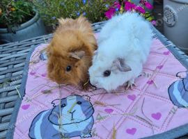 Baby Female Guinea Pigs Funky Coats