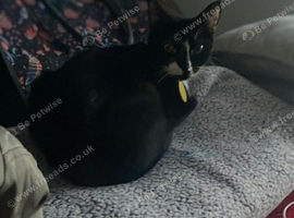 Cat for sale