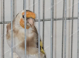 brown pastel goldfinch