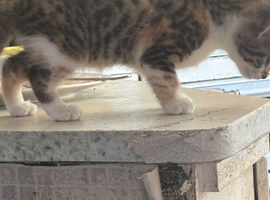 Kittens for sale now