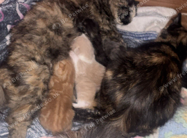 Kittens