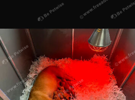 Fox red Labrador puppies