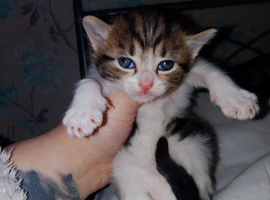 female kitten ready to collect