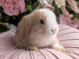 Mini lop