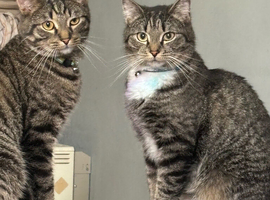 2 male house cats 3 years old