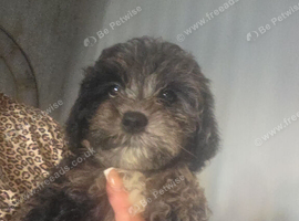 5 beautiful shihpoo babys looking for there forever homes ready to leave now