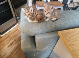 Bengal kittens for sale