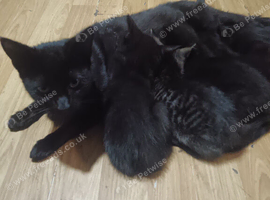 Kittens need homes asap