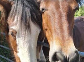 Equine Sports Massage and Rehabilitation and Reiki Master Therapist
