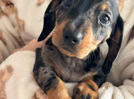 Miniature smooth haired dachshunds