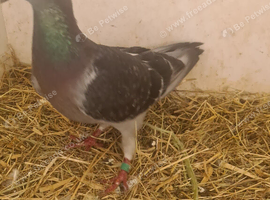 Lovely bird