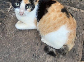 Female kittens available