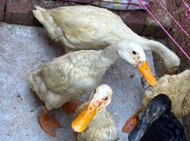 Runner ducks