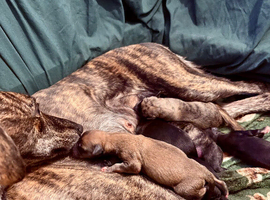 Whippet Puppies