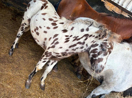 Miniature spot colt foal