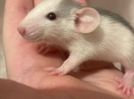 Baby female rats available