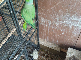 Ringneck male indain ringneck