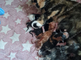 Beautiful kittens for sale