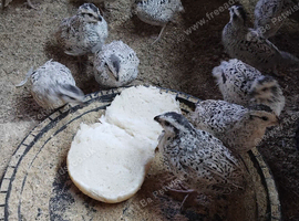 50 snow flake quails