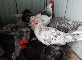 Cockerel for sale
