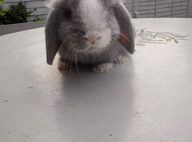 Mini Lops for Sale