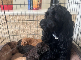 I love cockapoo