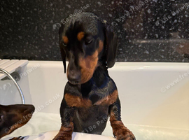 Dashund to sell