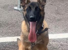 Belgian malinois for sale