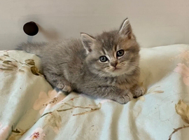 BEAUTIFUL BSH KITTENS (READY 15TH JUNE)