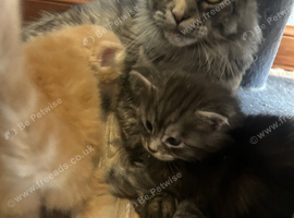 5 special little Maine Coon kittens for sale