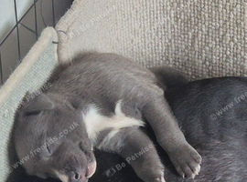 2 LEFT! Collie/Whippet/Grey Lurcher Puppies