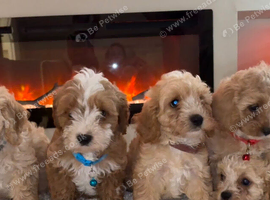 Cavapoo puppies