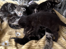 Beautiful kittens for sale