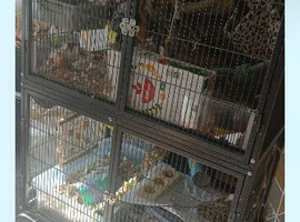 4 beautiful rats for sale. 2 boys , 2 girls with two tier large cage ect.