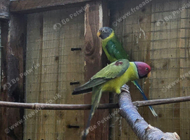 Plum head pair bred last year